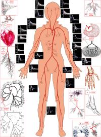 Systemic+intraorgan_model